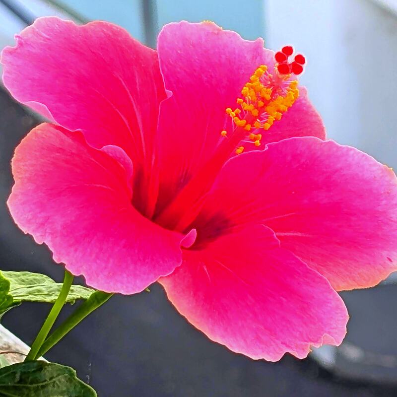 Hibiscus